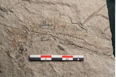 Foto (Detailansicht) von Zostera ungeri Ettingshausen (NHMW-GEO-2024-0188-6656)